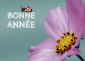 Douceur florale pour une ann&eacute;e &eacute;panouie